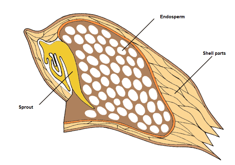 What are whole grains and what's the difference between whole grains and fibre?